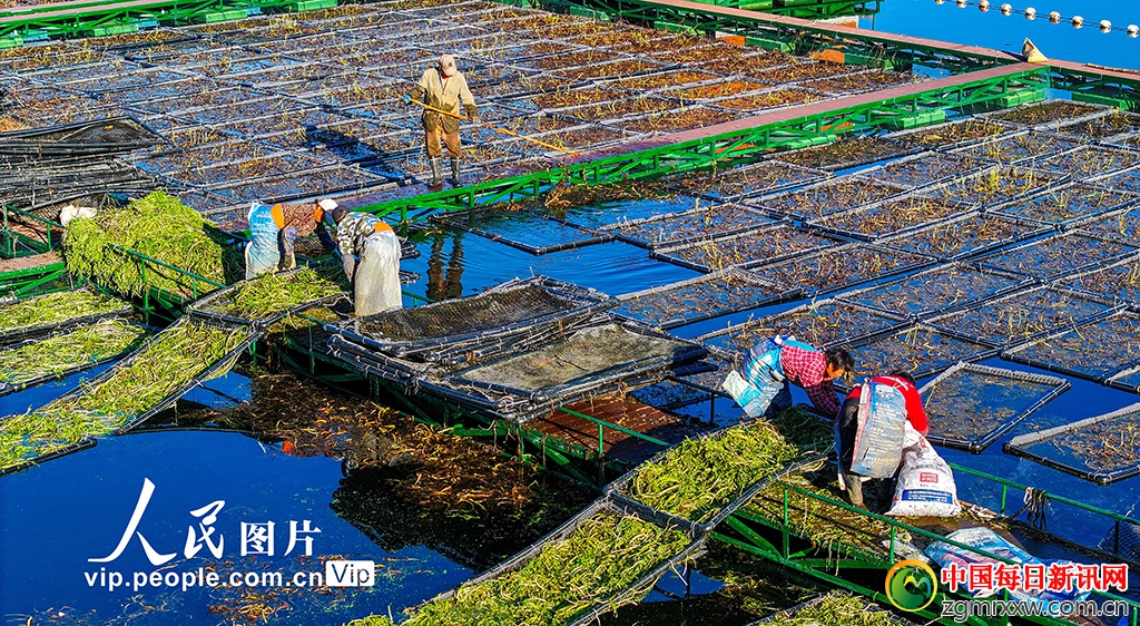 浙江淳安：南山生态浮岛忙“冬种”