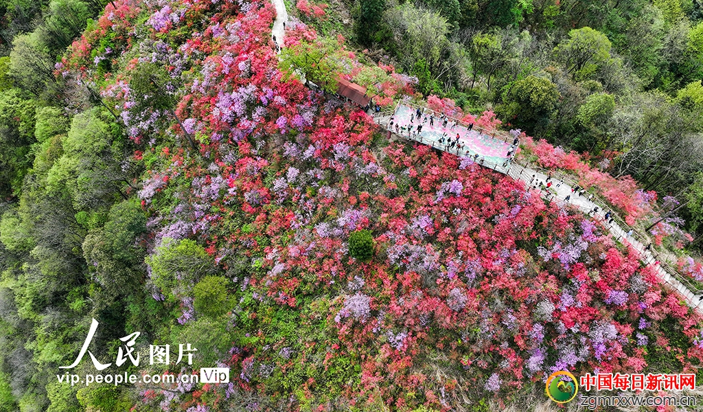 安徽岳西：杜鹃花开迎客来